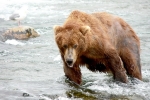 Alaska Katmai  87  1422
